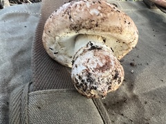 Agaricus pattersoniae