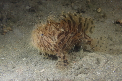Antennarius striatus