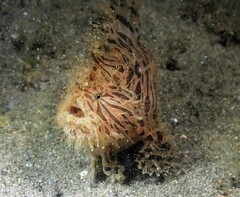 Antennarius striatus