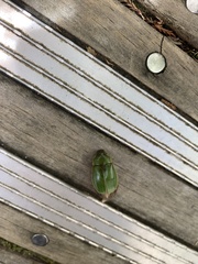 Stethaspis suturalis