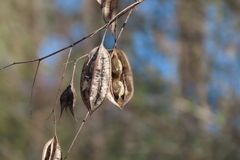 Sesbania vesicaria