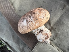 Agaricus pattersoniae