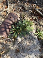 Nama hispida spathulata