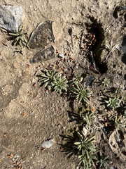 Nama hispida spathulata