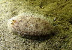 Aseraggodes lenisquamis