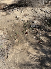 Nama hispida spathulata