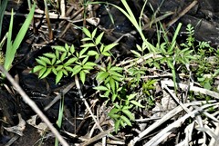 Cicuta maculata maculata