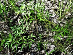 Cicuta maculata maculata