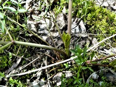 Cicuta maculata maculata