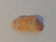 Barbatia domingensis