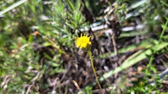 Haplopappus donianus