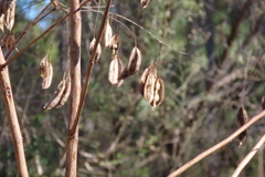 Sesbania vesicaria