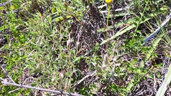 Haplopappus donianus