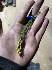 Cryptomeria japonica