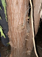 Cryptomeria japonica