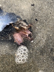 Megabalanus californicus