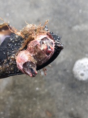 Megabalanus californicus