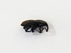 Sphenophorus necydaloides