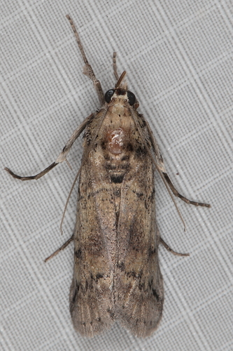 Cactus Moth