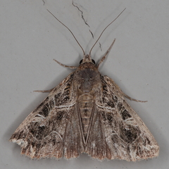 Callopistria yerburii