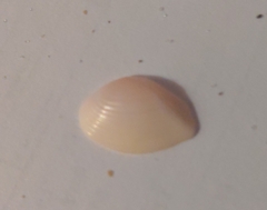 Kalolophus speciosus