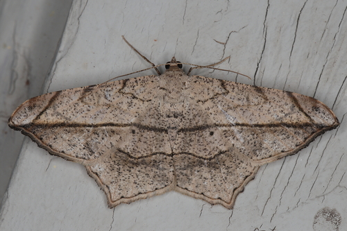 Chiasmia simplicilinea (Warren, 1905)
