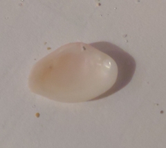 Kalolophus speciosus