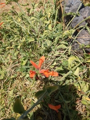 Dicliptera squarrosa