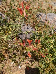 Dicliptera squarrosa
