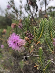 Melaleuca decussata