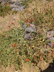 Dicliptera squarrosa