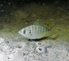 Pseudocaranx georgianus