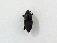 Sphenophorus necydaloides