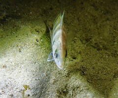 Pseudocaranx georgianus