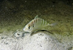 Pseudocaranx georgianus