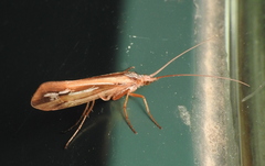 Limnephilus ornatus