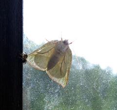 Hylophilodes orientalis