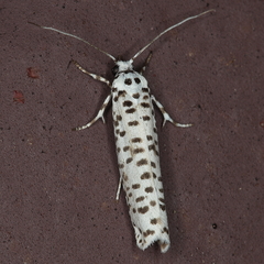 Yponomeuta strigillatus