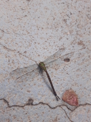 Triacanthagyna septima