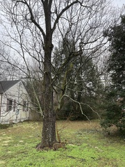 Diospyros virginiana