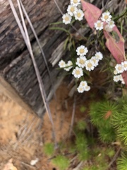 Ixodia achillaeoides