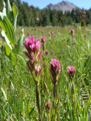 Castilleja lemmonii