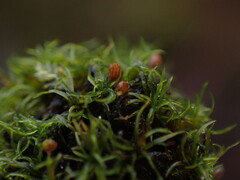 Amphidium lapponicum