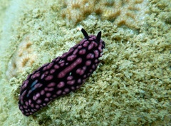Phyllidiella pustulosa