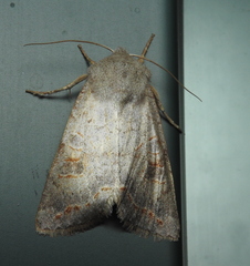 Orthosia revicta