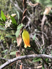 Marianthus bignoniaceus