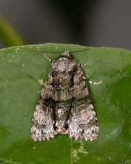 Cycloprora nodyna