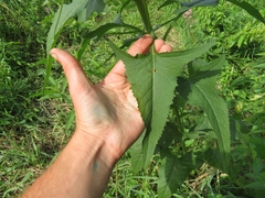 Hasteola suaveolens