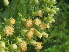 Hasteola suaveolens