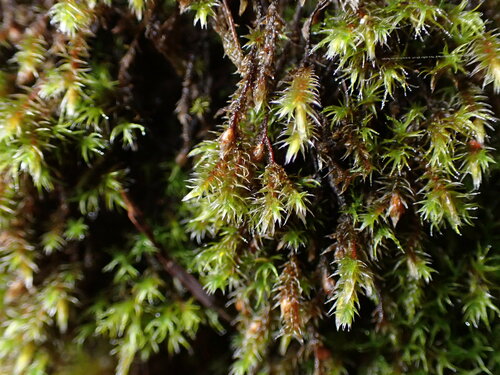 Image of Hedwigia stellata by no rights reserved